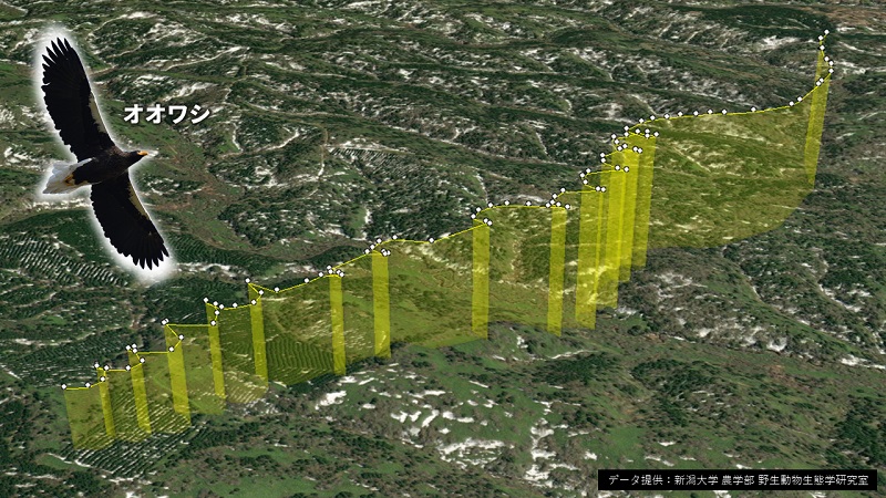 オオワシ飛翔軌跡220401_800.jpg